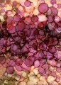 Rain Blossom no. 8 | Andrea Pramuk