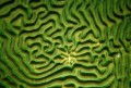 Brain Coral | Charlene deJori