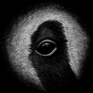 Panda | Jon Windham
Jon will donate 50% of his proceeds of Panda to Pandas International