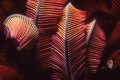 Crinoid | Charlene deJori