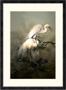 Nesting Great Egrets | Charlene deJori | Ebony frame