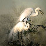 charlene-dejori-nested-egrets-icon.jpg