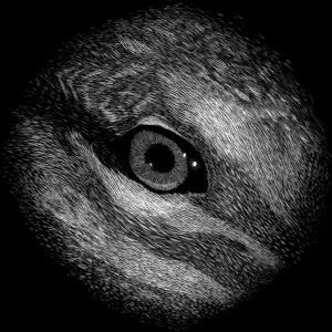Duck | Jon Windham
Jon will donate 50% of his proceeds of Duck to Animal Protection and Rescue League